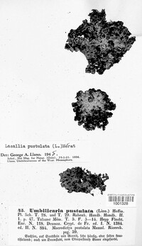 Lasallia pustulata image